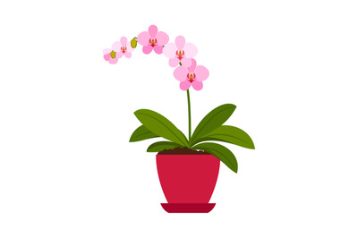 Orchid pink house plant