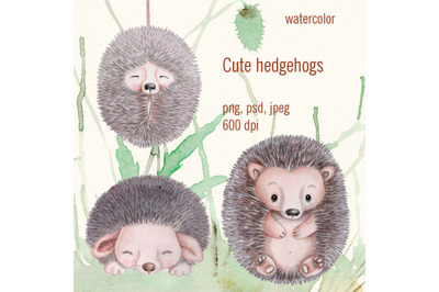 Watercolor cute hedgehogs.