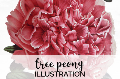 Peony Clipart