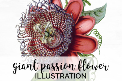 Passion Flower Clipart