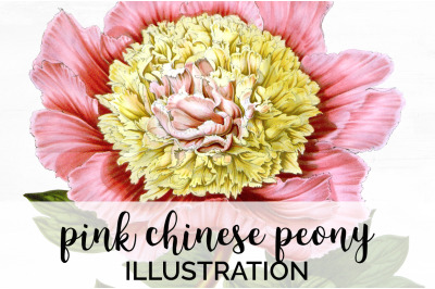 Peony Clipart