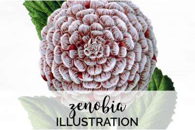 Zenobia Clipart