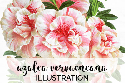 Azalea Clipart