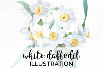 Daffodil Clipart