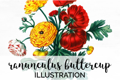 Ranunculus  Clipart