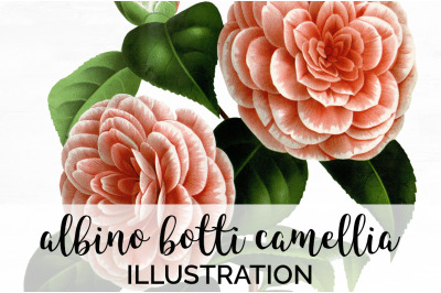 Camellia Clipart