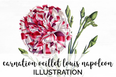 Carnation Clipart