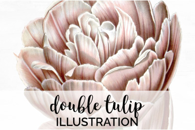 Tulip Clipart