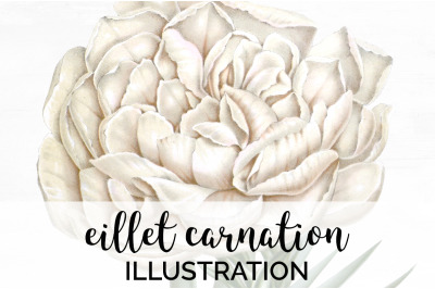 Carnation Clipart