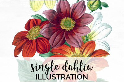 Dahlia Clipart