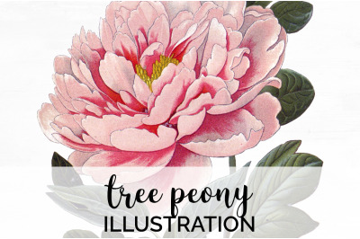 Peony Clipart