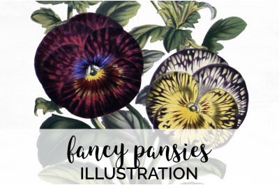 Pansies Clipart