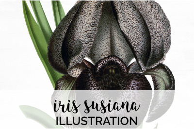 Iris Clipart