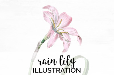 Lily Clipart