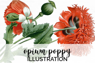 Poppy Clipart