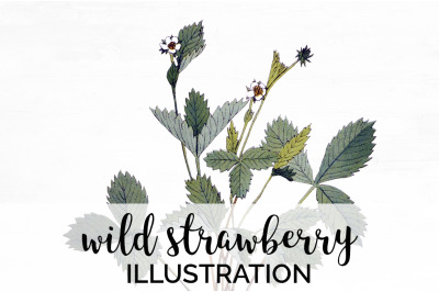 Wild Strawberry Clipart