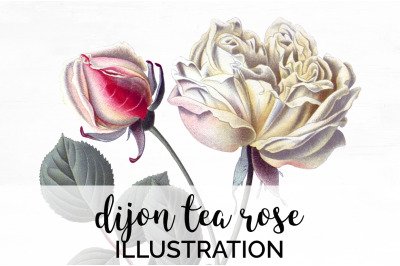 Roses Clipart