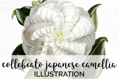 White Flower Clipart