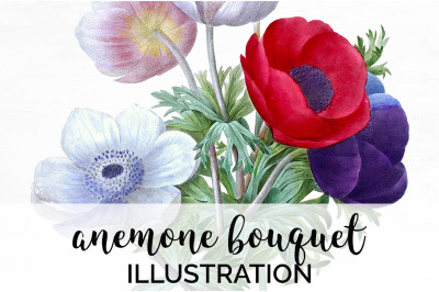 Anemone Clipart