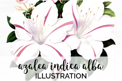 Azalea Clipart