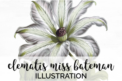 Clematis Flowers Clipart