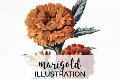 Marigold Clipart