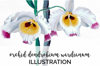 Orchid Clipart