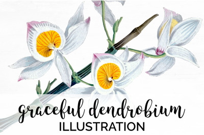 Orchid Clipart