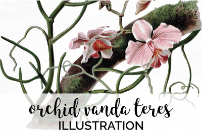 Orchid Clipart