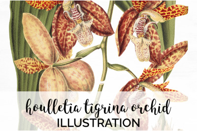 Orchid Clipart
