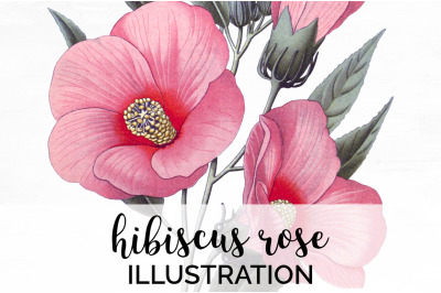 Hibiscus Pink Flowers Clipart