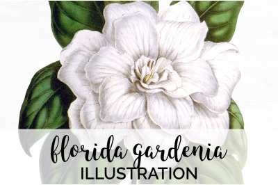 Gardenia Flowers Clipart