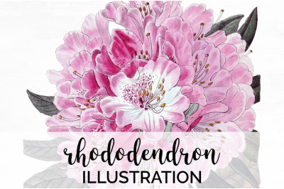 Rhododendron Clipart