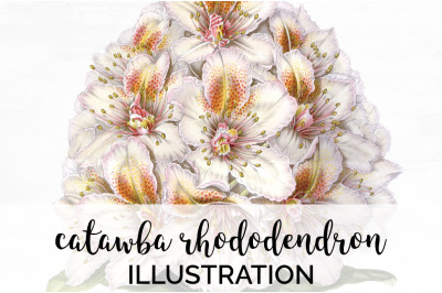 Rhododendron Clipart