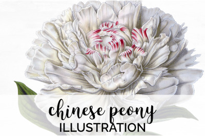 Peonies Clipart