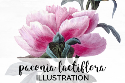 Peony Clipart