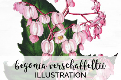 Begonia Clipart