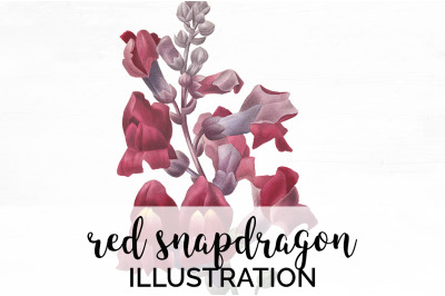 Snapdragon Clipart