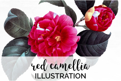 Camellia Red Flowers