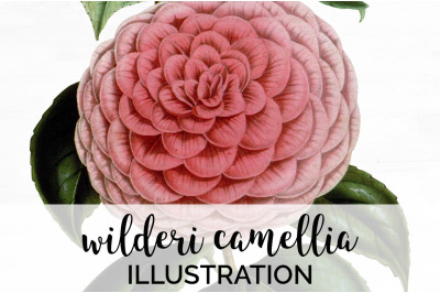 Camellia Pink Flower