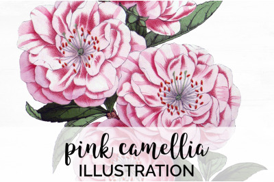 Camellia Pink Flower