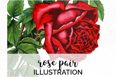 Red Roses Clipart