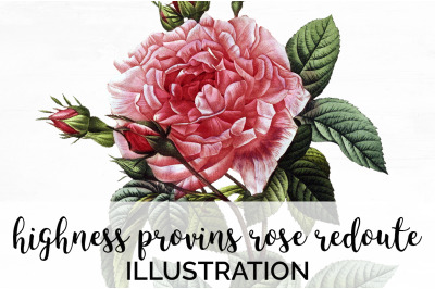 Pink Rose Clipart