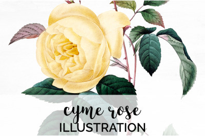 Yellow Roses Clipart