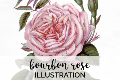 Pink Rose Clipart