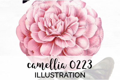 Camellia Pink Flowers