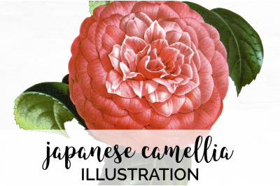 Camellia Pink Flowers