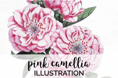 Camellia Pink Flowers