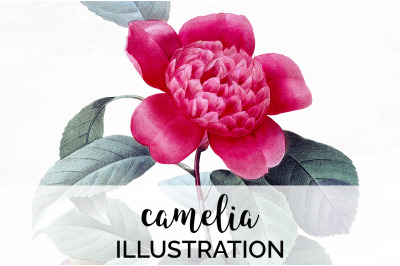 Camellia Pink Flowers