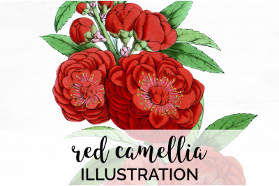 Camellia Red Flowers